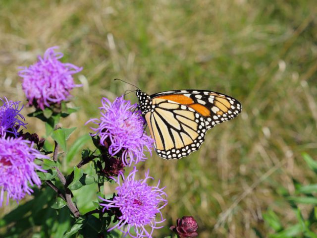 nativeweb photo of butterfly on plant
