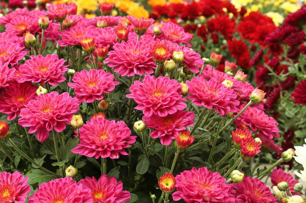 photo of pink mums