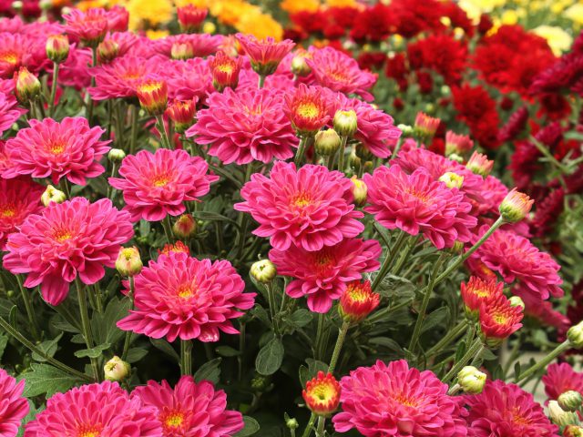 photo of pink mums