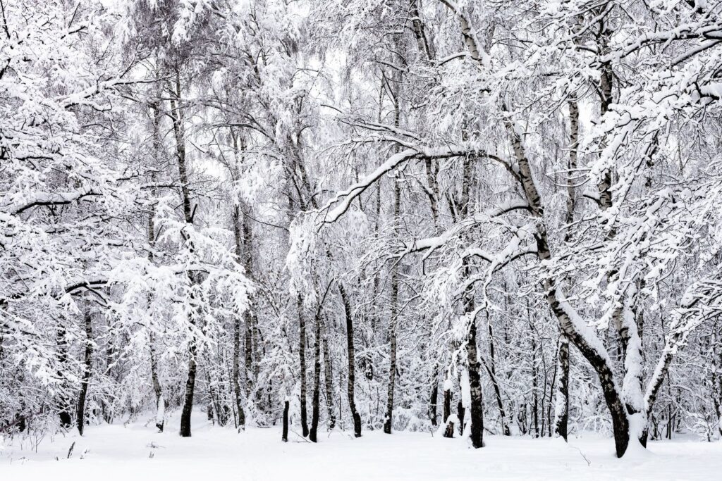 photo of a forest in winter