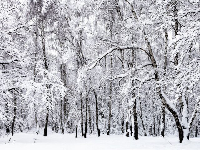 25 forest in winter photo of a forest in winter