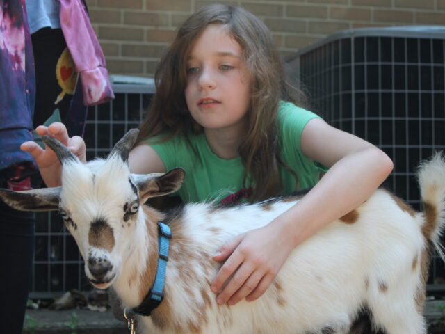 photo of a summer camper petting a goat