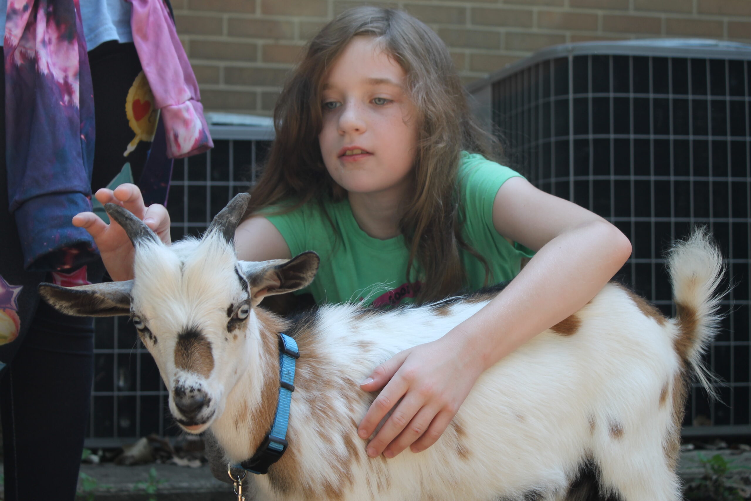 photo of a summer camper petting a goat