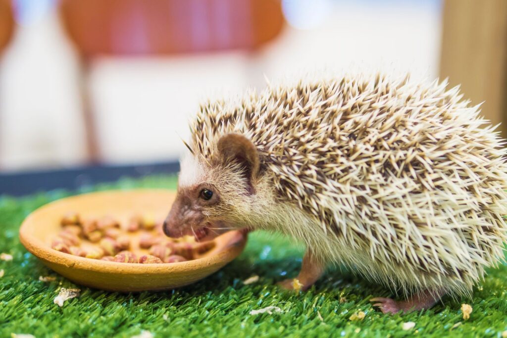 photo of a dwarf porcupine