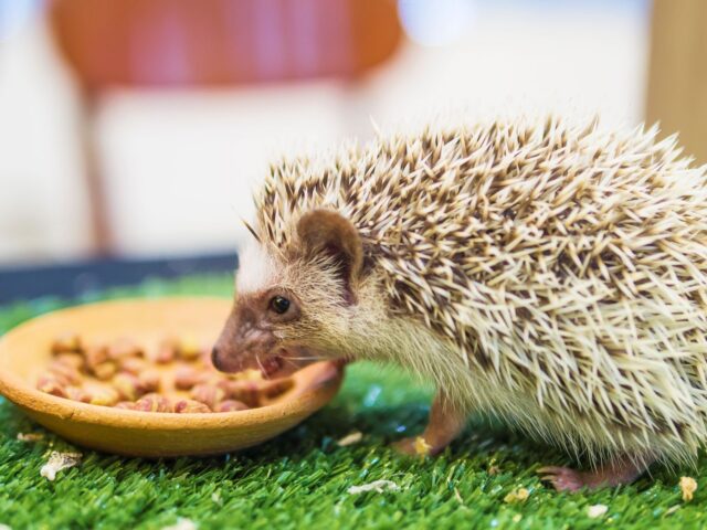 photo of a dwarf porcupine