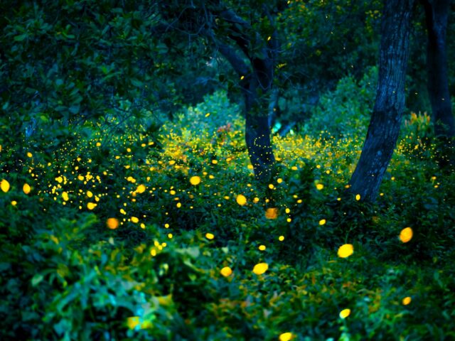 photo of fireflies in a forest